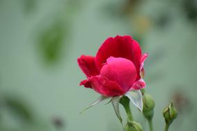 Rose Flower Nature