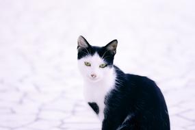 Cat Black White