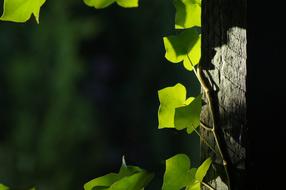 Leaf Green Background