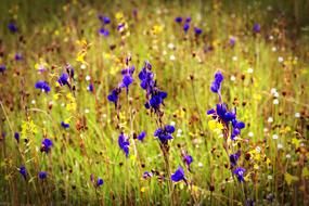 Flower Field Wild