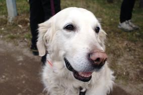 portrait of Happy Dog pet