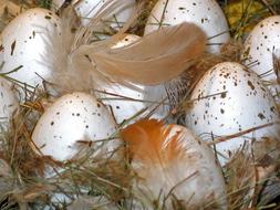 feathers and Easter Eggs in Nest