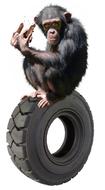 ape chimpanzee funny monkey animal