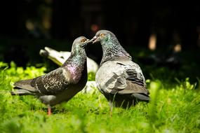 Birds Pigeons Love