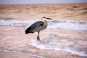 Bird Beach Travel