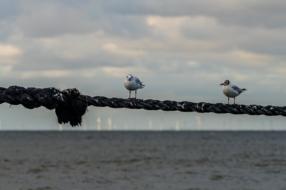 Animal Bird Seagull