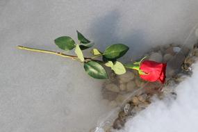 Red Rose On Ice Frozen Lake Love