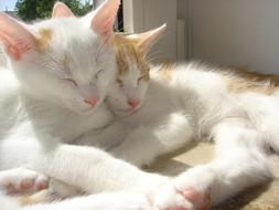 Brothers And Sisters Cat Love