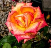 Flower Rose Petal