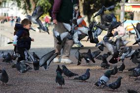 Child Playing with Pigeons