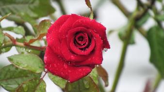 Rose blooming Flower