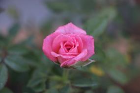 Flower Rose Nature