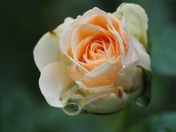 Rose at Mourning Rain