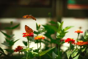 Animal Flowers And Butterflies