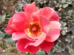 pink Flower Rose in Nature