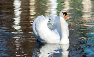 Swan Bird Water