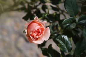 Roses Rose Buds Beauty