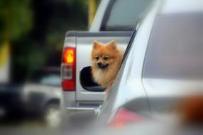 Dog Lovely Animal in car