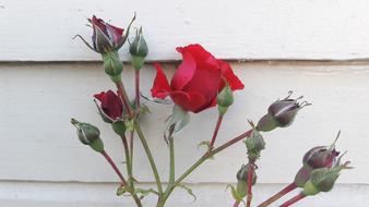 Red Rose Ros