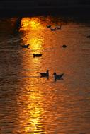 Seagull Pair Couple