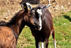 Goats Pair Smooch