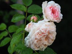 pink flower Rose Love