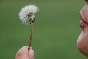 Dandelion flower blowing