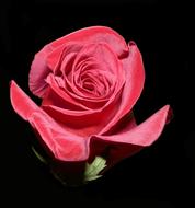 rose valentine red love romantic