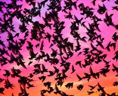 Birds Wings Mumuration