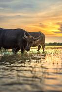 Buffalo in countryside at sunset