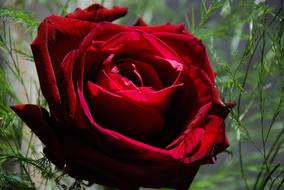 Rose Beautiful Amazing