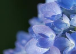 Hydrangea Flower Bloom