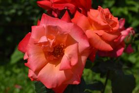 Rose Red Flower blur