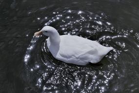 White Duck Water