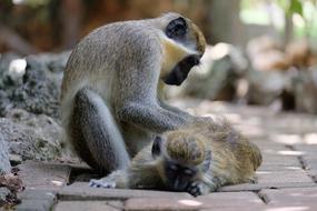 Monkey Take Care of other monkey