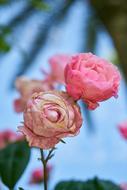 Flower Rose Pink