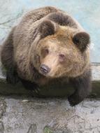 Bear Animal Zoo