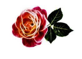 rose fiery love valentine blossom