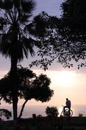 Sunset Bicycle Trees