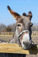 domestic Donkey Outdoor Farm