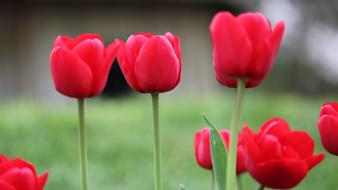 Flower Nature Tulip