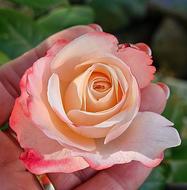 Rose Love Pink