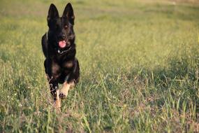 Dog Running pet on grass