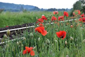 Red Poppy Near Railway Romantic