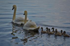 Swan Family Water