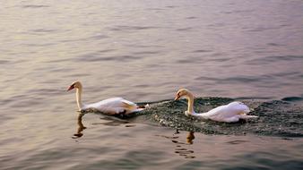 Swan Follow Love