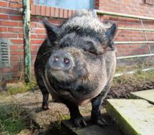 Pig Sow Mammal on farm