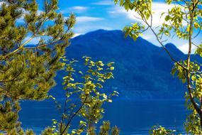 Forest Tree Foliage and mountains