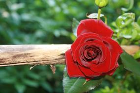Rose Red bloom in garden