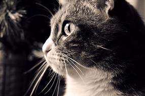 Cat Cute Black And White